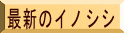 最新のイノシシ 